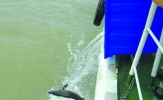 國內外水產動態與行業趨勢 信息洞察與未來發展