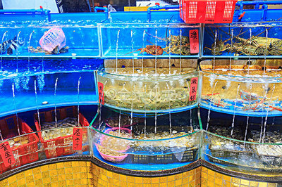 水產品 從高清視覺到全景生態的探索